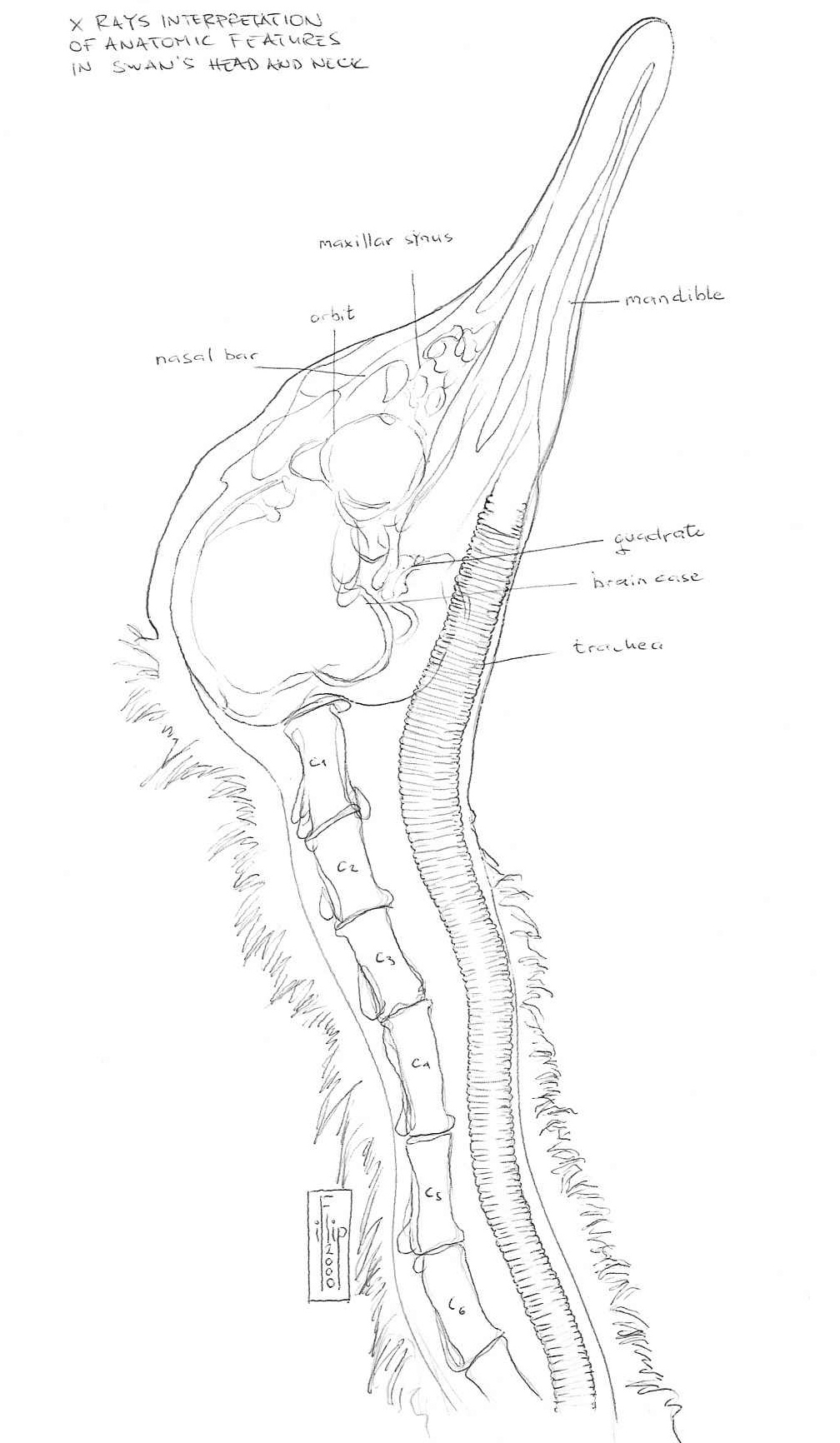 Medical/Veterinary Information - The Swan Sanctuary